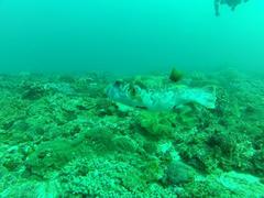 Arothron caeruleopunctatus