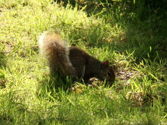 Sciurus carolinensis