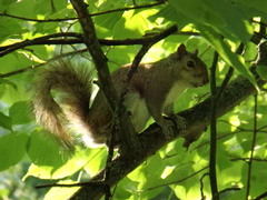Sciurus carolinensis