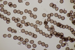 Didymium melanospermum