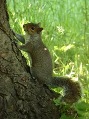 Sciurus carolinensis