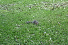 Sciurus carolinensis