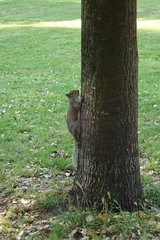 Sciurus carolinensis