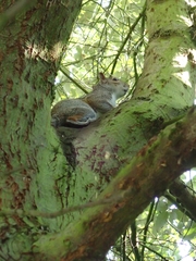 Sciurus carolinensis