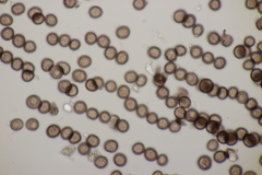 Didymium melanospermum