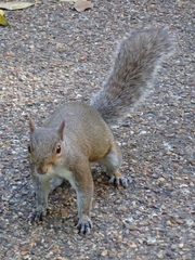 Sciurus carolinensis