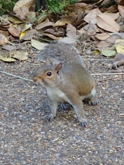 Sciurus carolinensis
