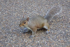 Sciurus carolinensis