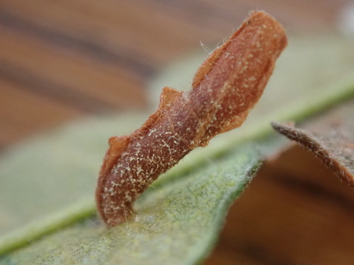 Birch Casebearer Moth
