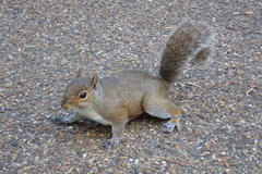 Sciurus carolinensis