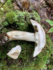 Leccinum vulpinum