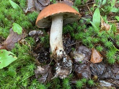 Leccinum vulpinum