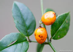 Cassinopsis ilicifolia