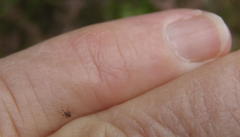 Nanophyinae