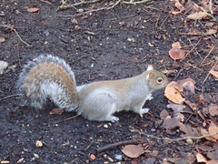Sciurus carolinensis