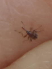 Nanophyinae