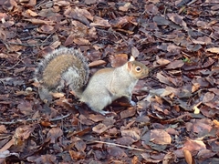 Sciurus carolinensis