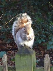 Sciurus carolinensis