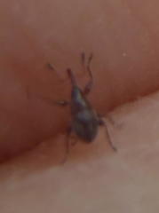 Nanophyinae