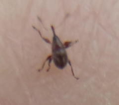 Nanophyinae
