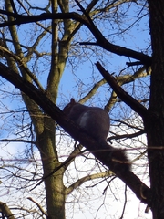 Sciurus carolinensis