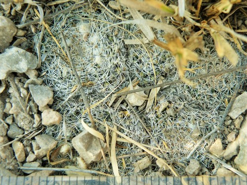 Mammillaria formosa