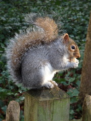 Sciurus carolinensis