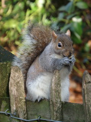 Sciurus carolinensis
