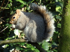 Sciurus carolinensis