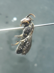 Hylaeus gibbus