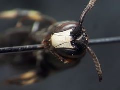 Hylaeus gibbus