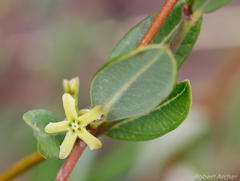 Cryptolepis oblongifolia