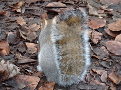 Sciurus carolinensis