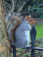 Sciurus carolinensis