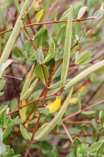 How to identify Cryptolepis oblongifolia (Meisn.) Schltr.
