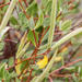 Cryptolepis oblongifolia - Photo (c) Robert Archer, μερικά δικαιώματα διατηρούνται (CC BY-NC), uploaded by Robert Archer