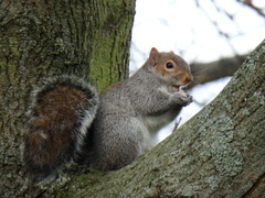 Sciurus carolinensis