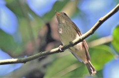 Muscicapa williamsoni