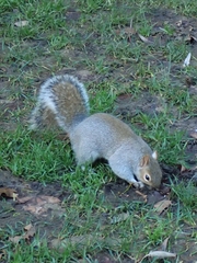 Sciurus carolinensis