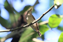 Muscicapa williamsoni