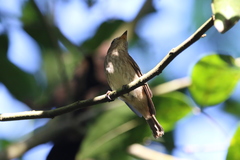 Muscicapa williamsoni