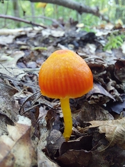 Hygrocybe insipida
