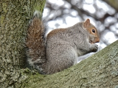 Sciurus carolinensis