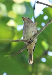 Muscicapa williamsoni