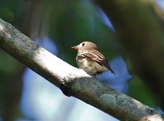 Muscicapa williamsoni