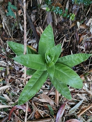 Lobelia tupa