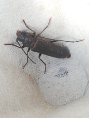 Arhopalus syriacus