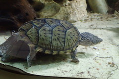 Sternotherus