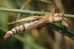 Entomophaga grylli