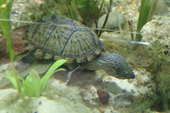 Sternotherus